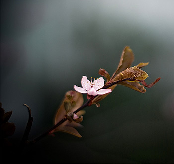 智能学习进步的服务器攻击方式