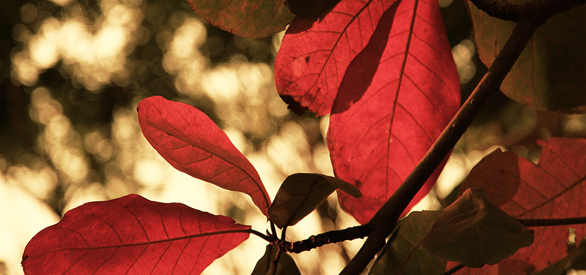 ddos攻击在哪能买到